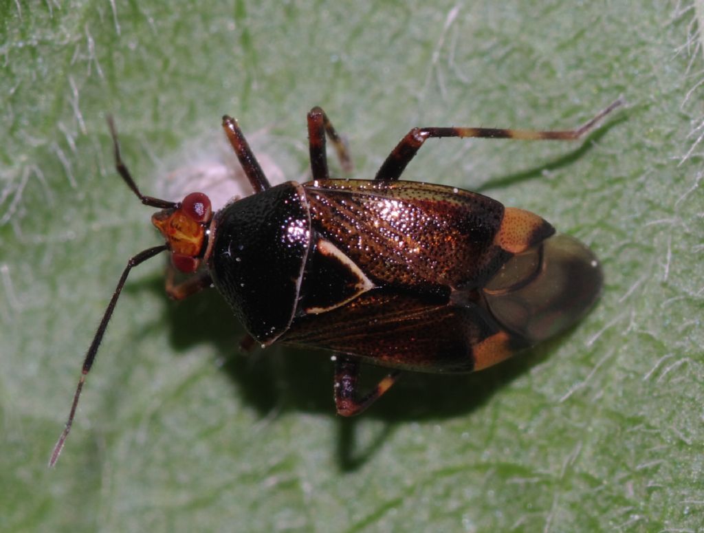 Miridae: Deraeocoris flavilinea della Calabria (CS)